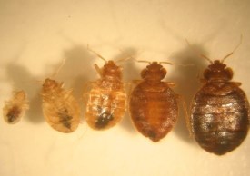 Multiple bed bugs 