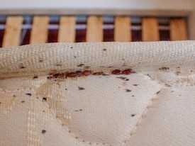 Bed bugs in a mattress crack