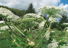 White and green giant hogweed plant