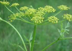 Green and yellow wild parsnip plant