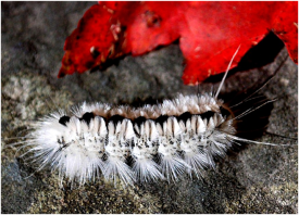 White and black furry Hickory Tussock Moth Caterpillar