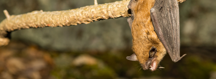 Picture of a big brown bat hanging upside down