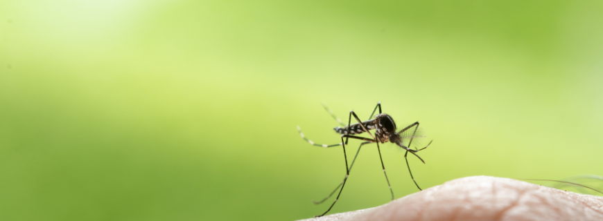 Photo of a mosquito on a hand