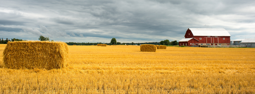 Picture of Southwestern Ontario farm fields during fall harvest