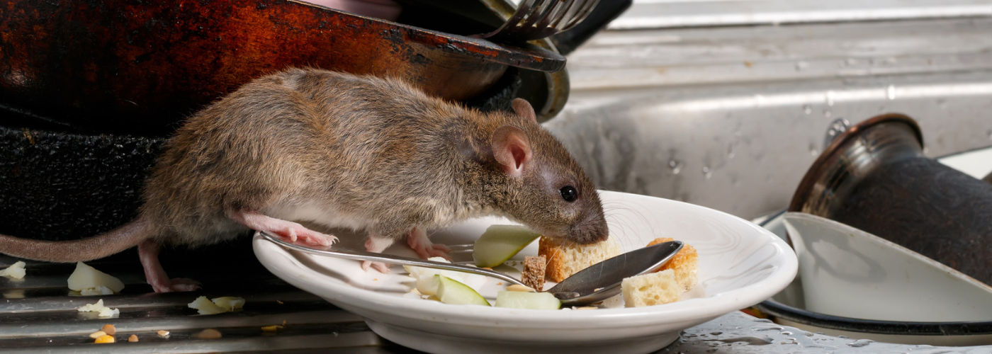 Picture of a rat on a kitchen counter