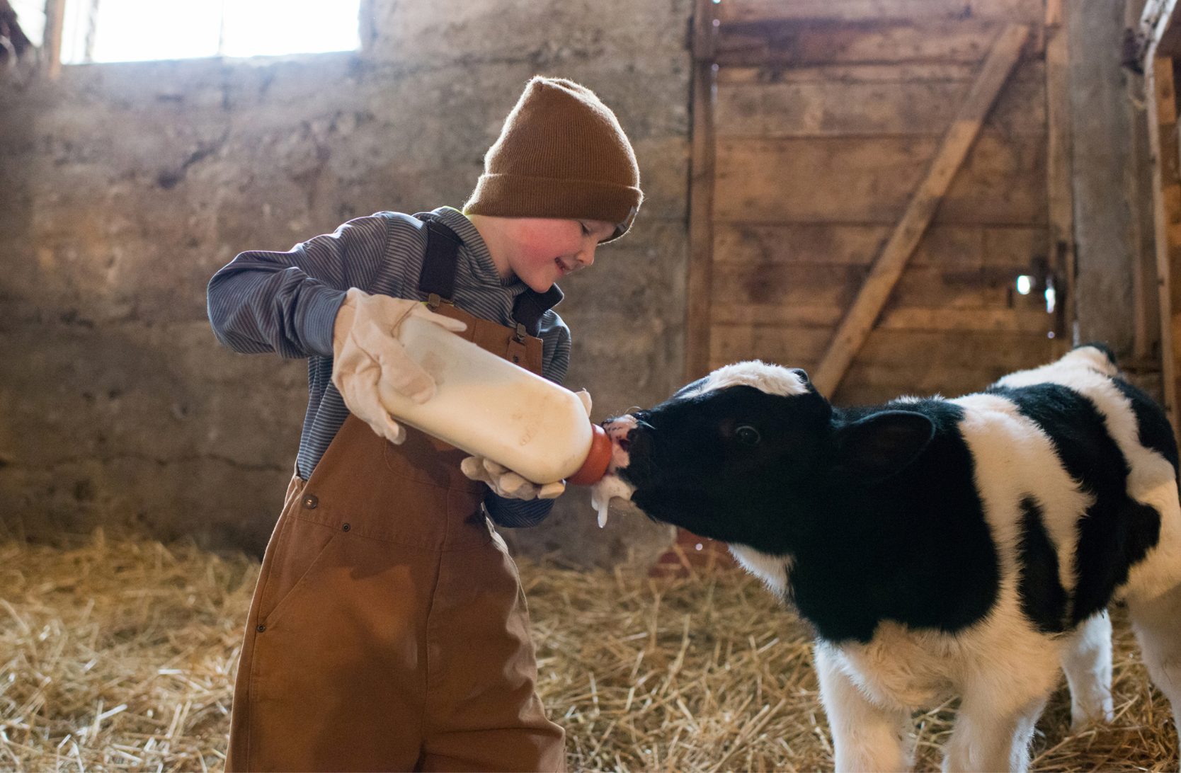 Boy bottle feeding a calf in a barn