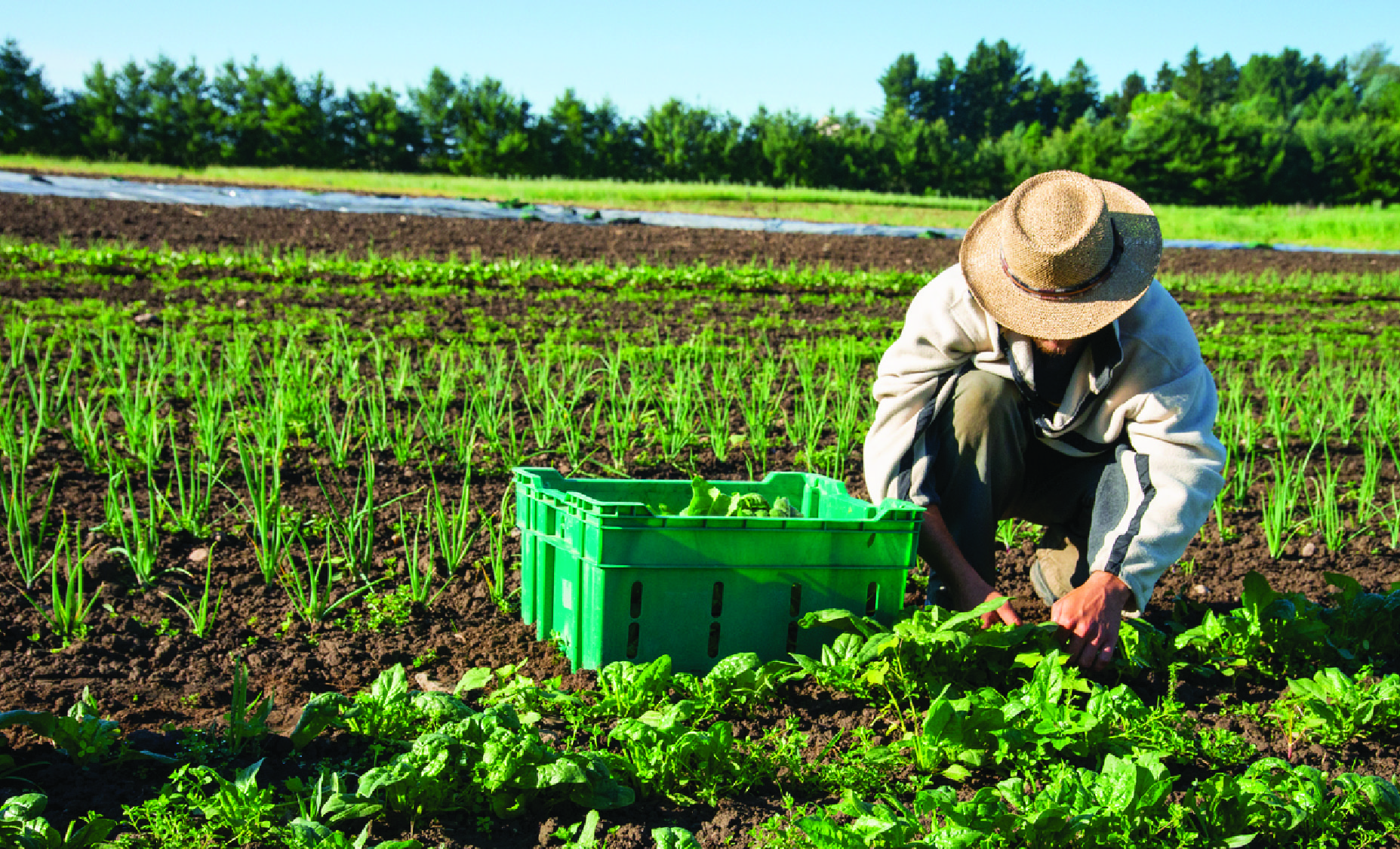 seasonal worker picking vegetables in a field