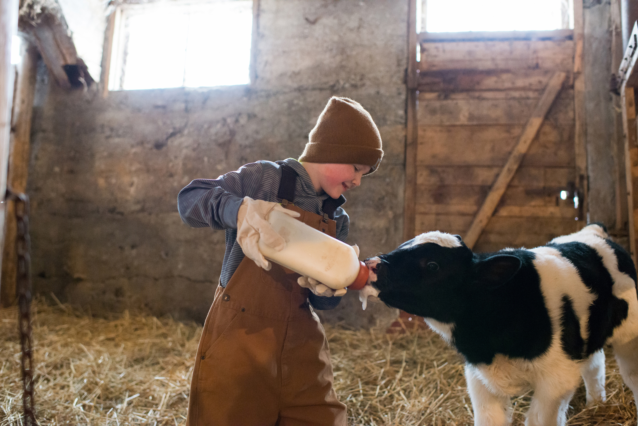 Child bottle feeding a Holstein calf