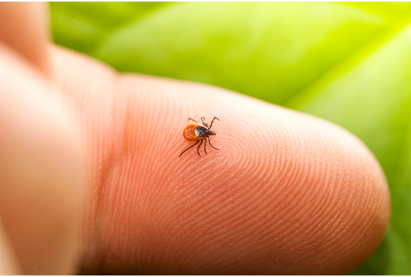 tick on a person's finger