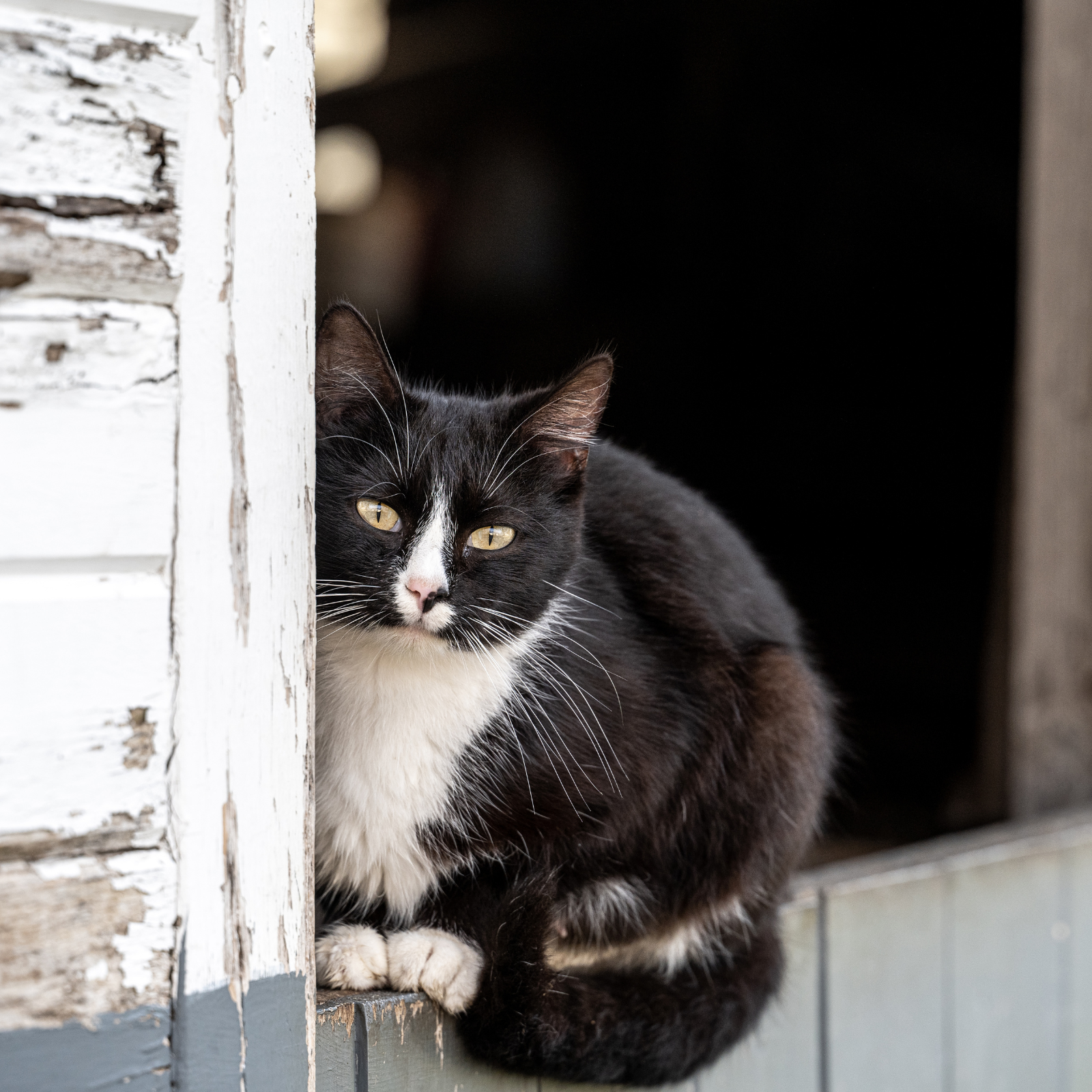 Black and white cat sitting at the edge of a wooden barn doorway