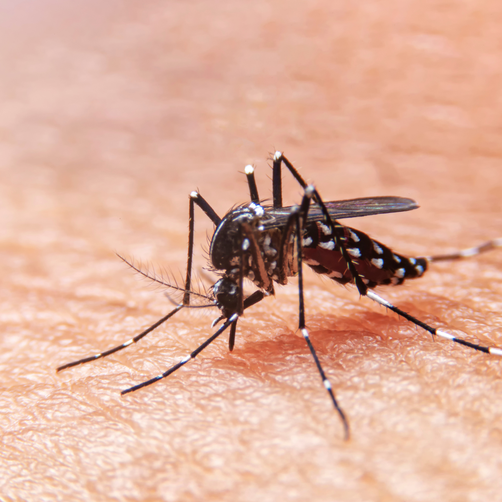 Close-up of a mosquito on human skin